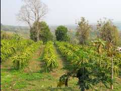 201302 Chiang Mai41